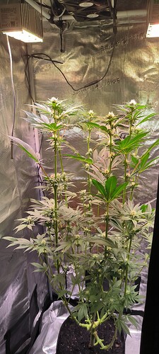 Growreport Bild 2