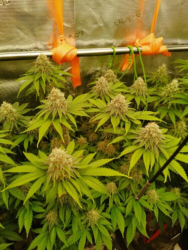 Growreport Bild 6