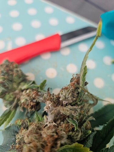 Growreport Bild 11