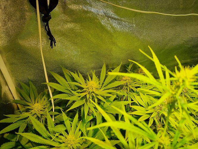 Mehrere Cannabis-Pflanzen in der Blütephase, die in einem Zelt unter künstlichem Licht wachsen.
