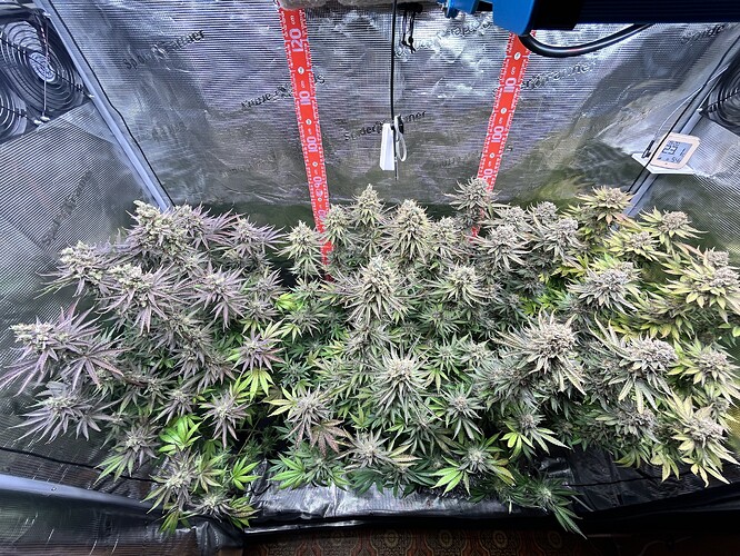 Draufsicht auf mehrere blühende Cannabispflanzen in einem Growzelt mit reflektierenden Wänden und Messskalen.