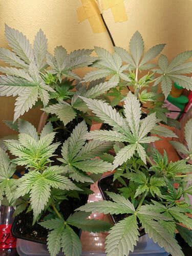 Lucky Hemp LT20