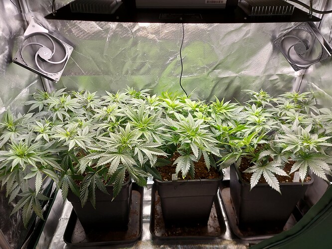 Growreport Bild 2
