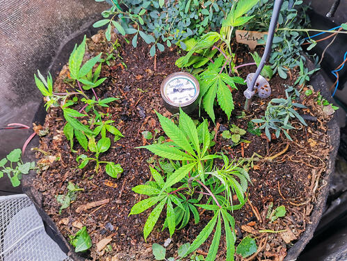 IMG_20260225_195416_1