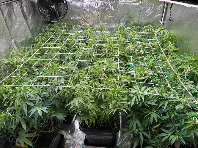 Growreport Bild 49