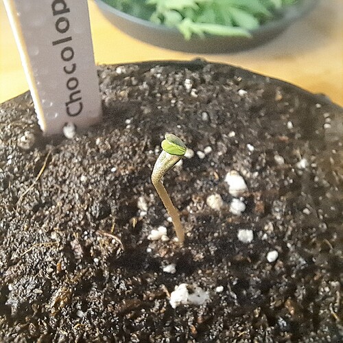 Growreport Bild 3