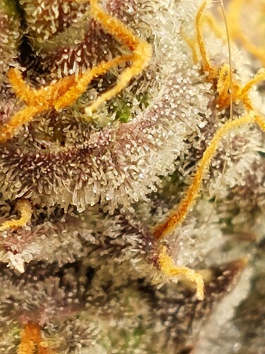 Growreport Bild 8