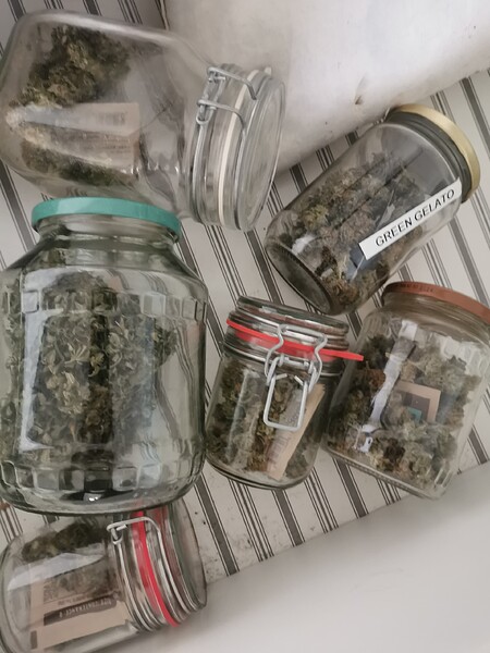 Legaler Grow // White Widow // Amnesia Lemon