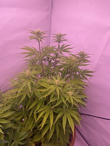 Growreport Bild 6