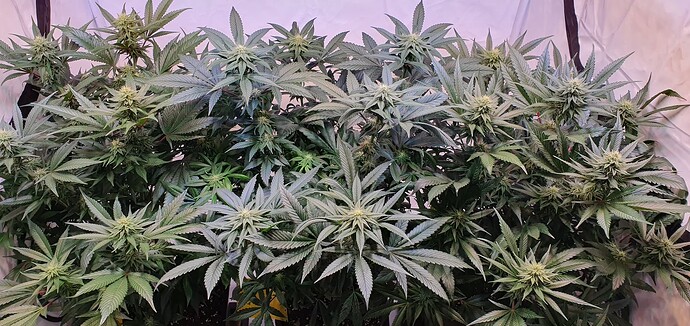 Growreport Bild 1