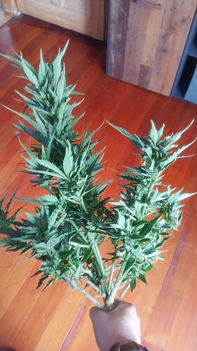 Growreport Bild 1