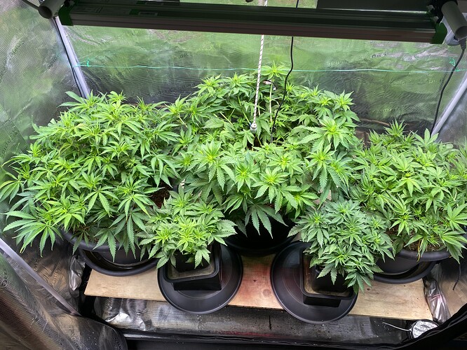 Growreport Bild 84