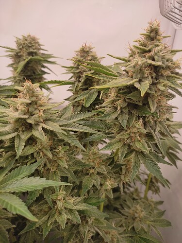 Growreport Bild 36