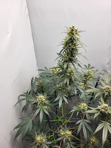 Growreport Bild 8