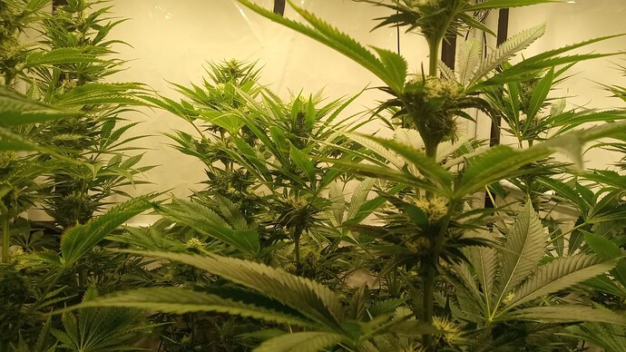 Growreport Bild 40