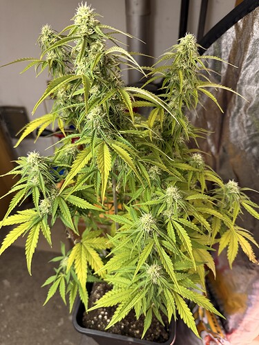 Growreport Bild 6