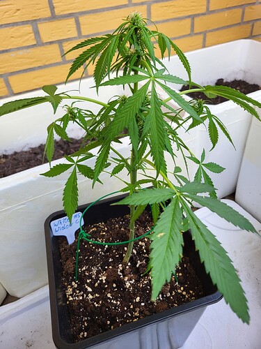 Growreport Bild 7