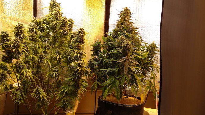 Growreport Bild 40