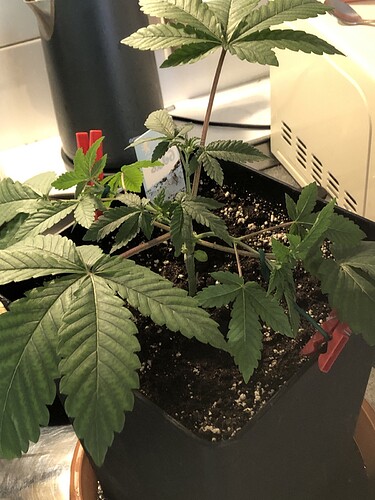 Growreport Bild 8