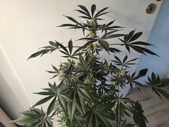 Growreport Bild 21