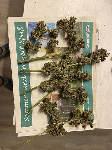 Growreport Bild 1
