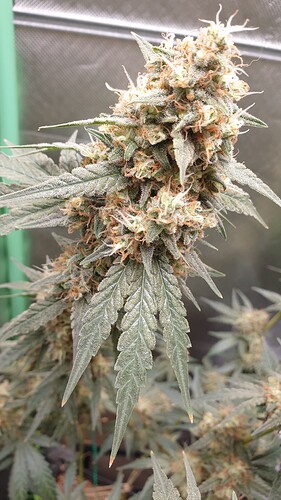 Growreport Bild 4