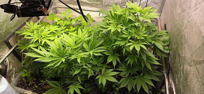 Growreport Bild 6