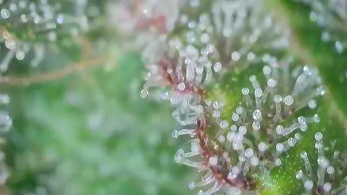 Growreport Bild 29