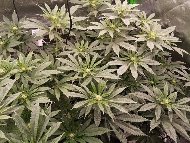 Growreport Bild 19