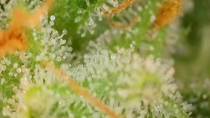 Growreport Bild 46
