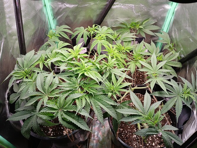 Growreport Bild 17
