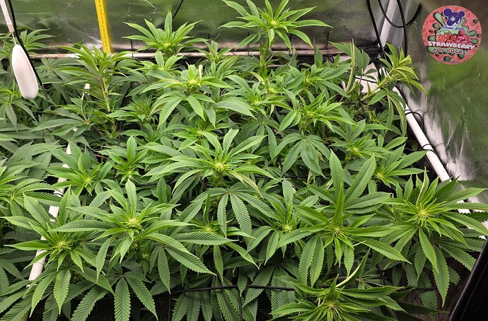 Growreport Bild 40
