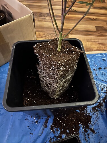 Growreport Bild 3