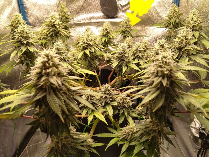 Growreport Bild 3