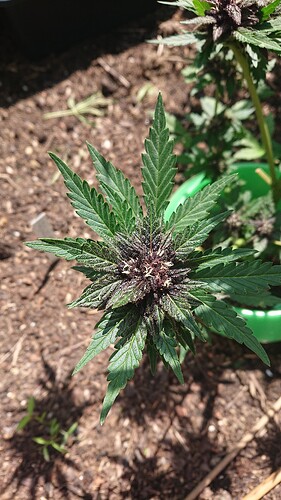 Growreport Bild 78
