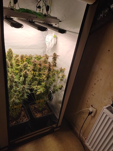 Growreport Bild 35