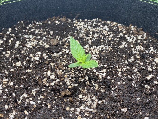 Growreport Bild 3