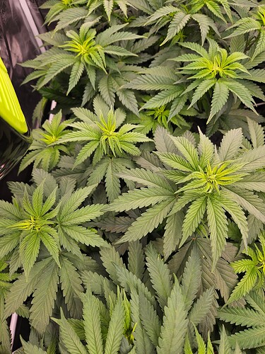 Growreport Bild 5
