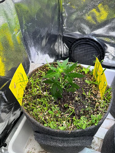 Autos?! In meinem Keller?