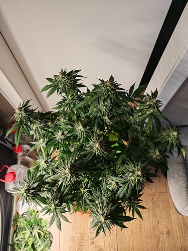 Growreport Bild 7
