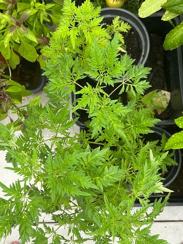 Growreport Bild 10