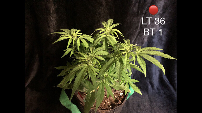 Growreport Bild 40