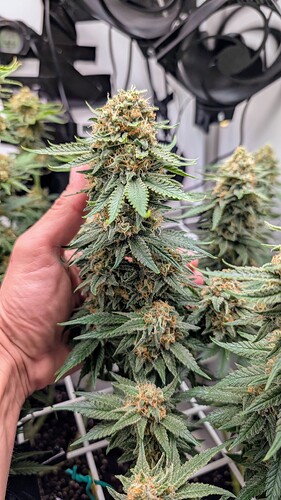 Growreport Bild 39
