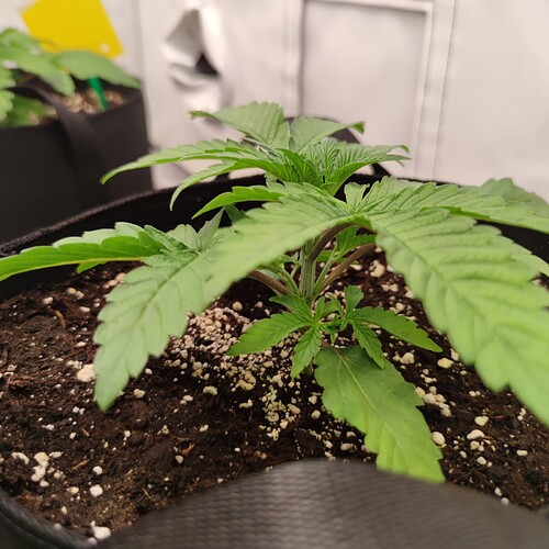 Growreport Bild 19