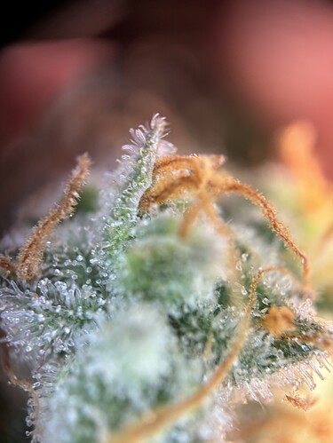Growreport Bild 32
