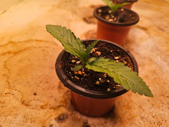 Growreport Bild 4