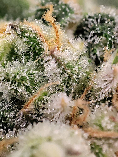 Growreport Bild 23