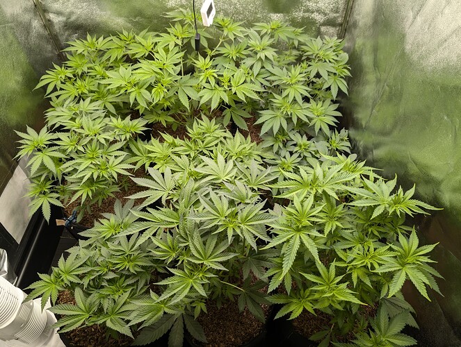 Growreport Bild 28