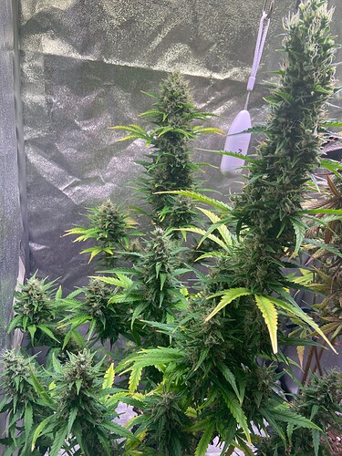 Growreport Bild 4