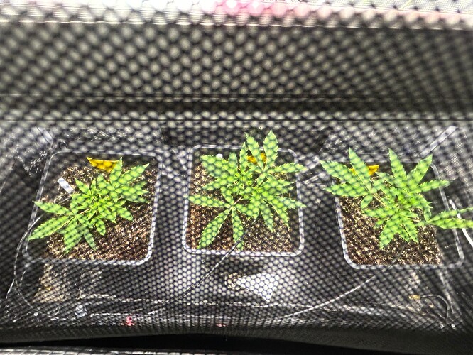 Growreport Bild 7